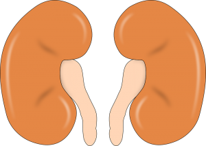 kidney-147499_960_720